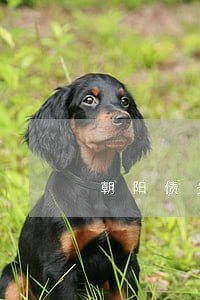 朝阳债务律师在线咨询