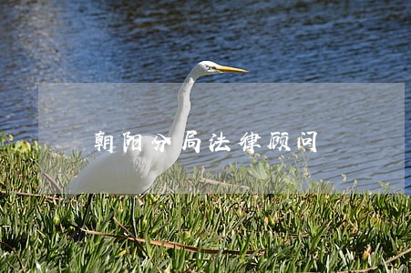 朝阳分局法律顾问 朝阳分局法律顾问