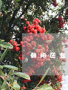 朝阳区专业刑事辩护律师 朝阳区专业刑事辩护律师