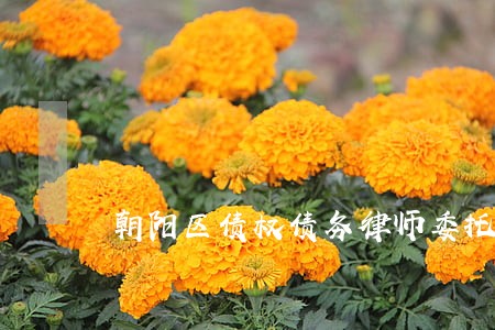 朝阳区债权债务律师委托收费 朝阳区债权债务律师委托收费