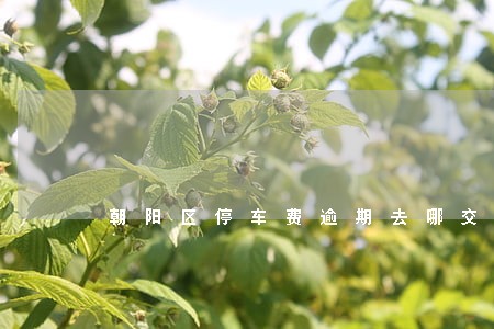 朝阳区停车费逾期去哪交罚款