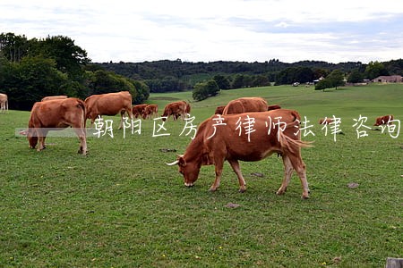 朝阳区房产律师法律咨询 朝阳区房产律师法律咨询