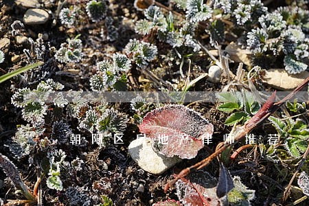 朝阳区房地产律师推荐