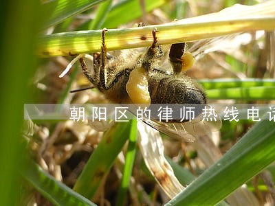 朝阳区的律师热线电话西城 朝阳区的律师热线电话西城