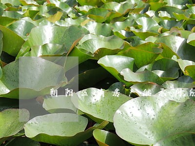 朝阳区请房产继承纠纷家庭律师 朝阳区请房产继承纠纷家庭律师