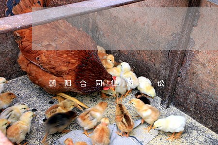 朝阳合同律师诉讼 朝阳合同律师诉讼