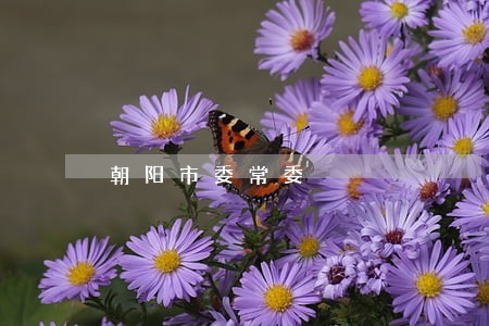 朝阳市委常委 朝阳市委常委
