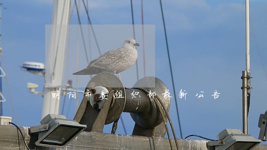 朝阳市委组织部最新公告