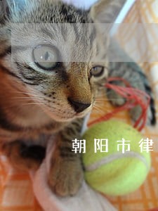 朝阳市律师在线咨询 朝阳市律师在线咨询