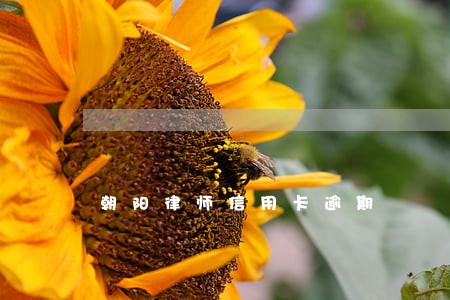 朝阳律师信用卡逾期