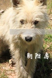 朝阳房产律师团队地址 朝阳房产律师团队地址