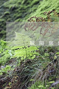 朝阳房地产合同律师费用 朝阳房地产合同律师费用