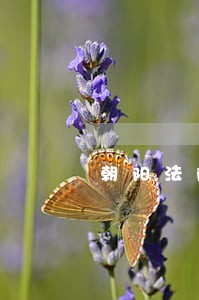 朝阳法院交诉讼费电话 朝阳法院交诉讼费电话