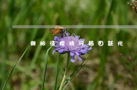 朝阳法院执行局田跃光