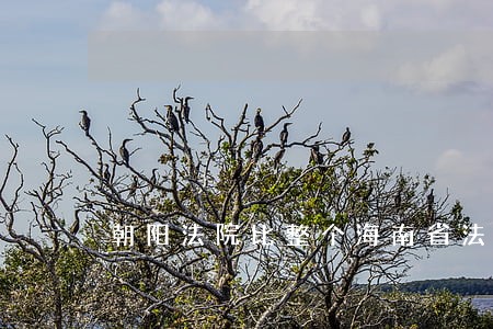 朝阳法院比整个海南省法院都多 朝阳法院比整个海南省法院都多