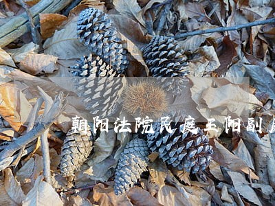 朝阳法院民庭王阳副庭长 朝阳法院民庭王阳副庭长