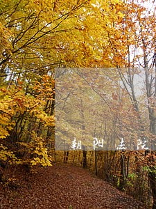 朝阳法院王世营法庭管辖范围 朝阳法院王世营法庭管辖范围