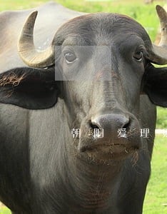 朝阳爱理财安心97号逾期 朝阳爱理财安心97号逾期