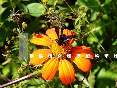 期后诉讼如何影响审计报告 期后诉讼如何影响审计报告