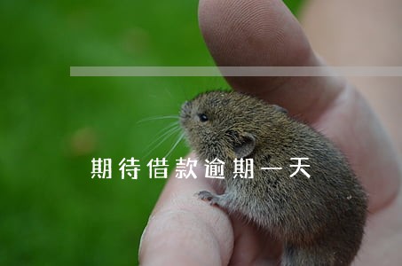 期待借款逾期一天 期待借款逾期一天