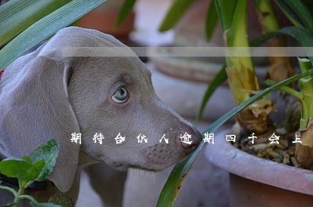 期待合伙人逾期四千会上门吗 期待合伙人逾期四千会上门吗