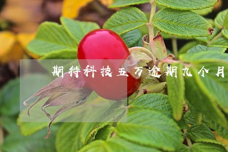 期待科技五万逾期九个月 期待科技五万逾期九个月