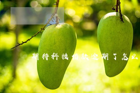 期待科技借款逾期了怎么办 期待科技借款逾期了怎么办