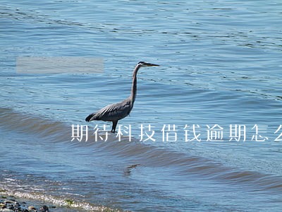 期待科技借钱逾期怎么办