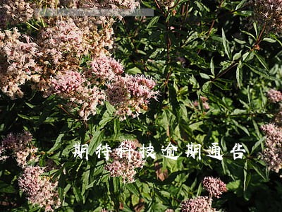 期待科技逾期通告