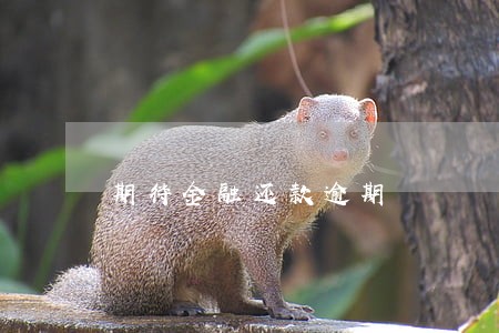 期待金融还款逾期