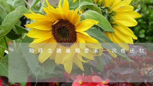 期待金融逾期要求一次性还款 期待金融逾期要求一次性还款