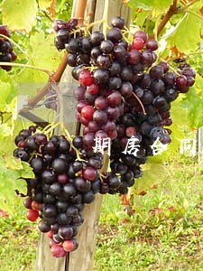 期房合同逾期退房的手续 期房合同逾期退房的手续
