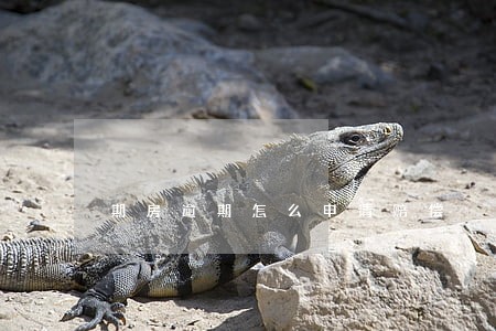 期房逾期怎么申请赔偿 期房逾期怎么申请赔偿