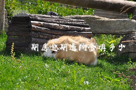 期房逾期违约金填多少 期房逾期违约金填多少