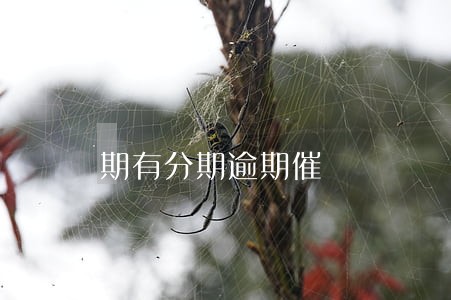 期有分期逾期催