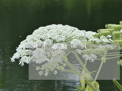 期票逾期证明 期票逾期证明