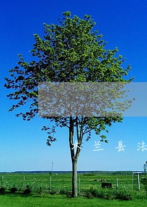 木兰县法律顾问律师在线咨询
