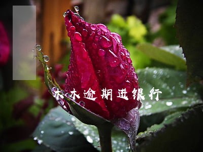 木木逾期进银行
