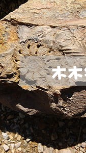 木木钱包逾期费多少