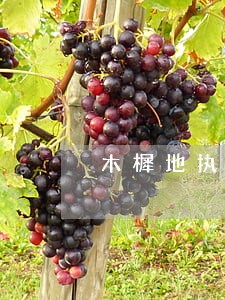 木樨地执行不回来找律师哪家好 木樨地执行不回来找律师哪家好