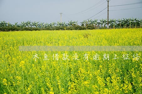 木鱼借款没有逾期上征信吗 木鱼借款没有逾期上征信吗