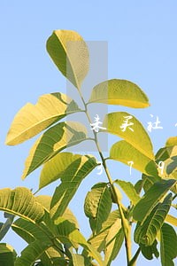 未买社保劳动法如何规定/2023021379758 未买社保劳动法如何规定/2023021379758
