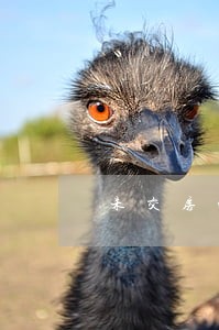 未交房的房贷逾期了银行会拍卖吗 未交房的房贷逾期了银行会拍卖吗