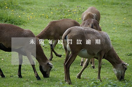 未做年检罚款逾期 未做年检罚款逾期