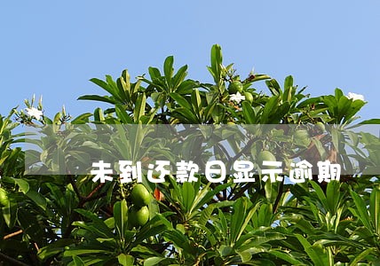 未到还款日显示逾期