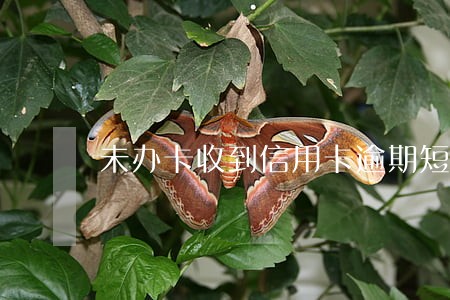 未办卡收到信用卡逾期短信 未办卡收到信用卡逾期短信