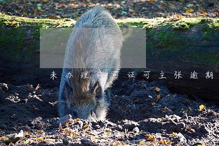 未办理许可证可主张逾期违约 未办理许可证可主张逾期违约