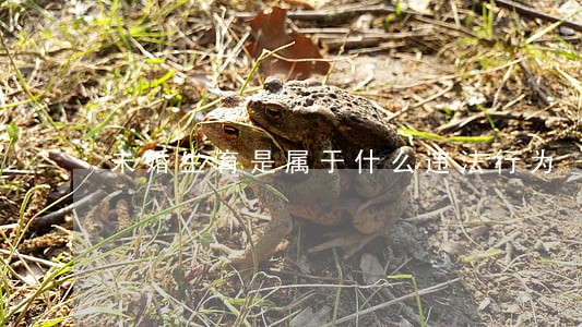 未婚生育是属于什么违法行为 未婚生育是属于什么违法行为