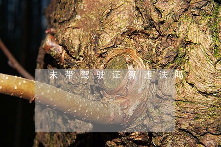 未带驾驶证算违法吗 未带驾驶证算违法吗