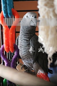 未成年犯罪法律意见书审查起诉 未成年犯罪法律意见书审查起诉